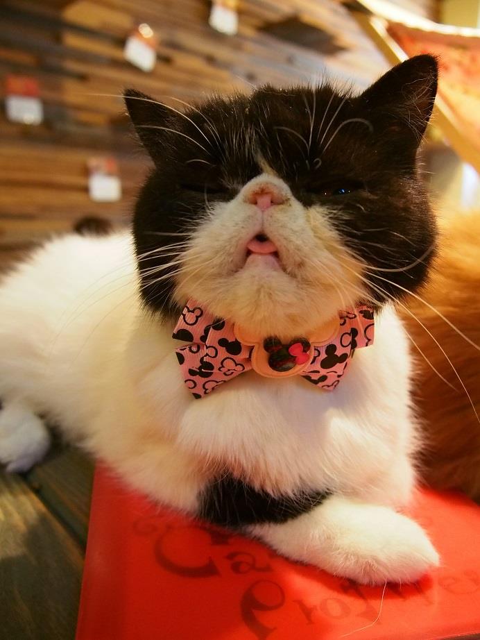 Neko no Jikan คาเฟ่แมวเมืองโอซาก้า ที่ทาสแมวต้องแวะ !