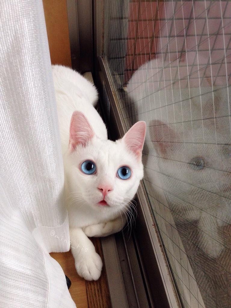 แมว 2 หน้า ตอนตื่นก็น่ารัก แต่ตอนหลับนี่สิ..