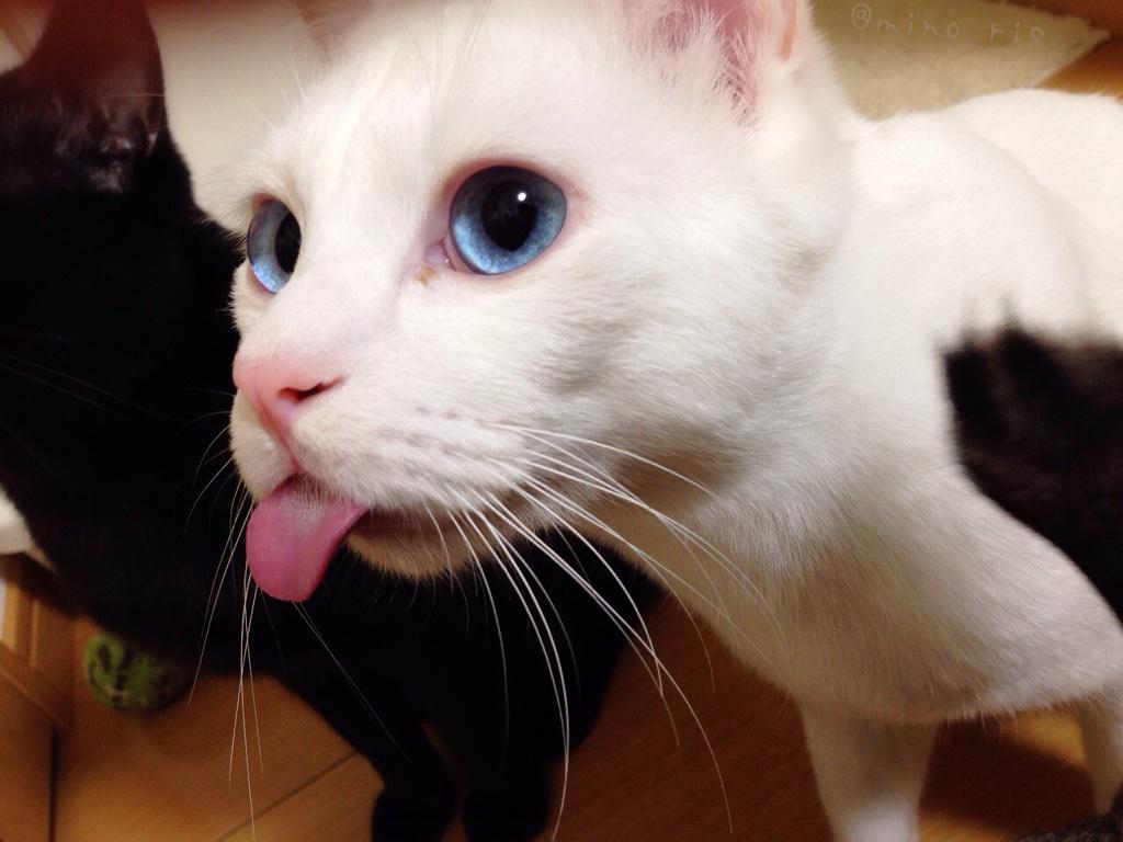 แมว 2 หน้า ตอนตื่นก็น่ารัก แต่ตอนหลับนี่สิ..