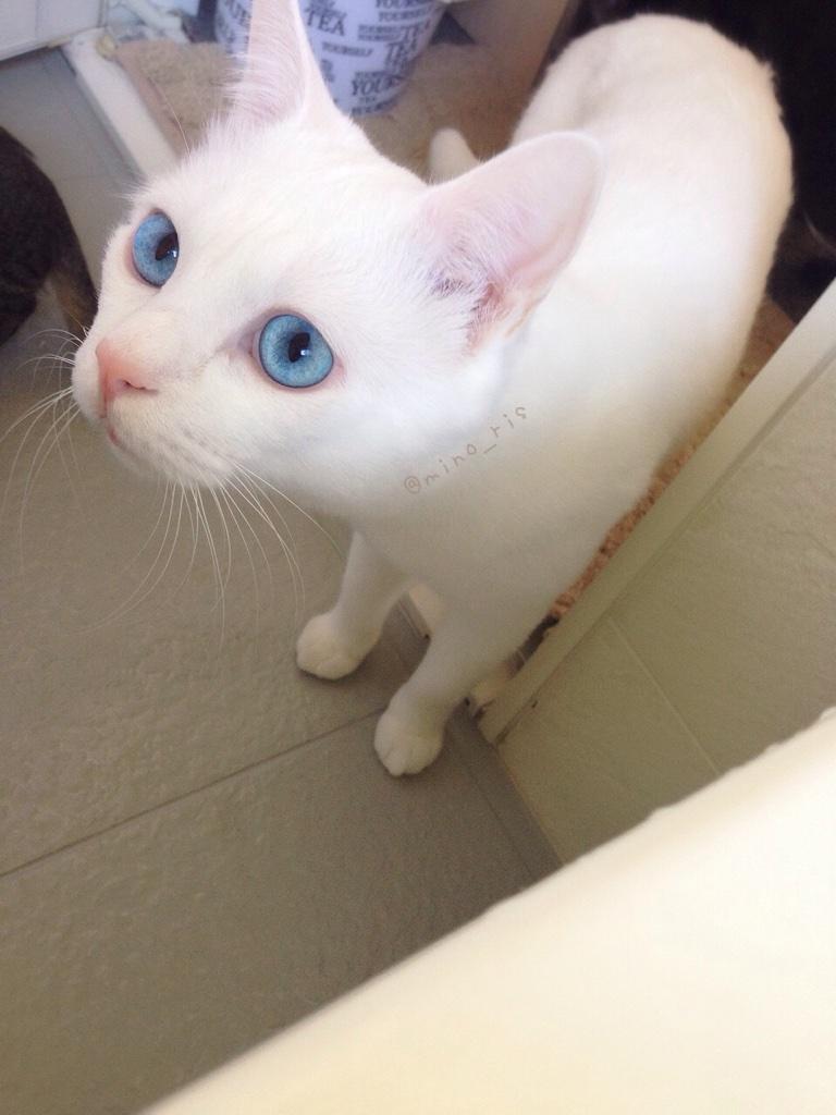 แมว 2 หน้า ตอนตื่นก็น่ารัก แต่ตอนหลับนี่สิ..