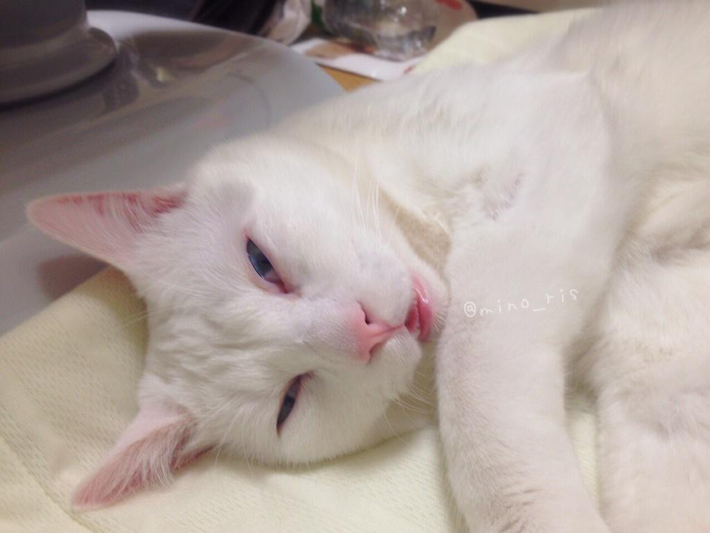 แมว 2 หน้า ตอนตื่นก็น่ารัก แต่ตอนหลับนี่สิ..