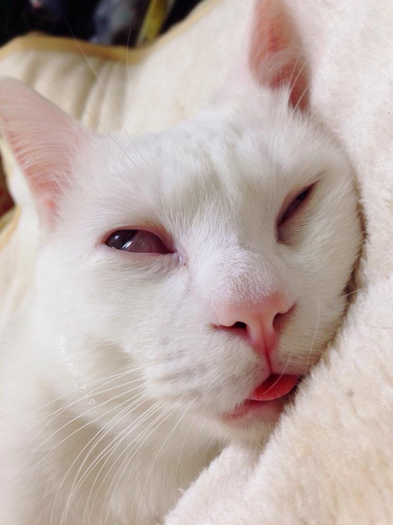 แมว 2 หน้า ตอนตื่นก็น่ารัก แต่ตอนหลับนี่สิ..