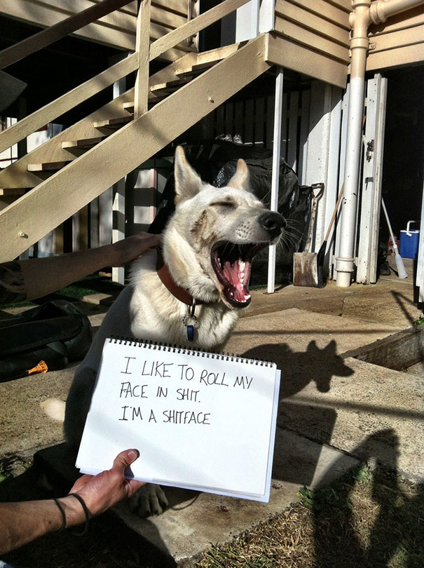 ดึงสติกันหน่อยน่า... 25 น้องหมาทำไปไม่คิด ทีนี้ล่ะมาเสียใจ