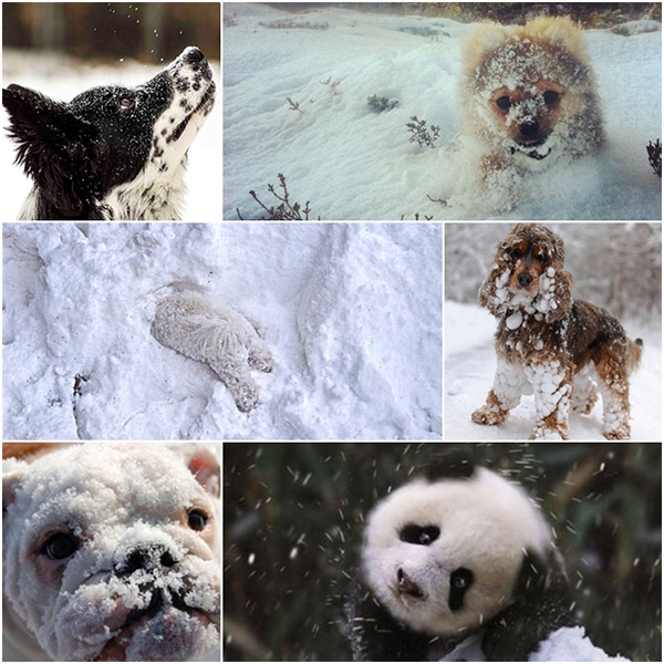 15 ภาพสัตว์น้อยเมื่อเจอหิมะครั้งแรก น่ารักจัง !