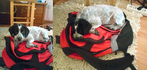 20 ภาพยืนยัน..บางทีหมาก็เกรียนไม่แพ้คนหรอกนะ เฮ้อ !!