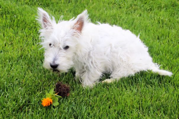 20 ภาพยืนยัน..บางทีหมาก็เกรียนไม่แพ้คนหรอกนะ เฮ้อ !!