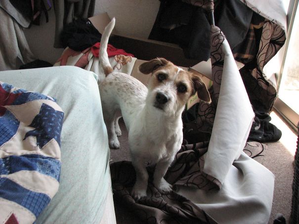 20 ภาพยืนยัน..บางทีหมาก็เกรียนไม่แพ้คนหรอกนะ เฮ้อ !!