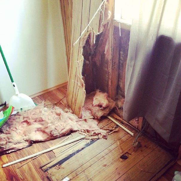 20 ภาพยืนยัน..บางทีหมาก็เกรียนไม่แพ้คนหรอกนะ เฮ้อ !!