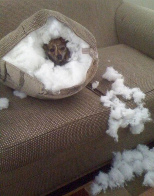 20 ภาพยืนยัน..บางทีหมาก็เกรียนไม่แพ้คนหรอกนะ เฮ้อ !!