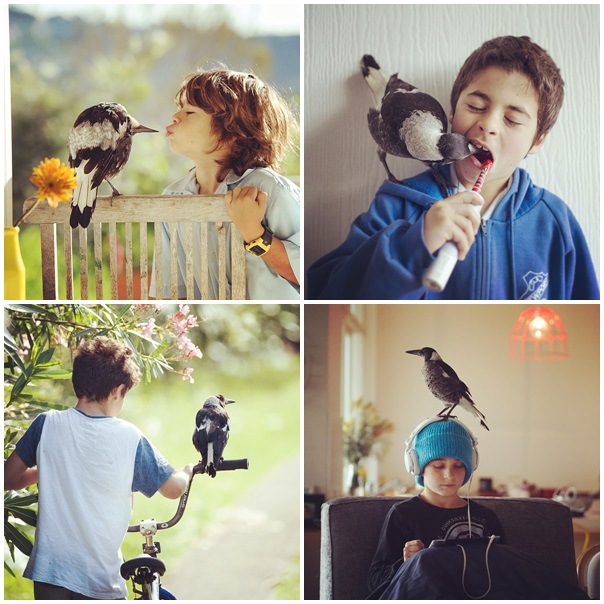 นกกางเขนไม่ลืมบุญคุณ ! กลับมาเยี่ยมครอบครัวที่ช่วยชีวิตทุกวัน