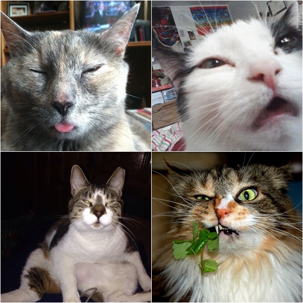 20 สภาพเหมียวหลังเมากัญชา (แมว) ที่ดูก็รู้ว่า มันฟินซะเหลือเกิน !!