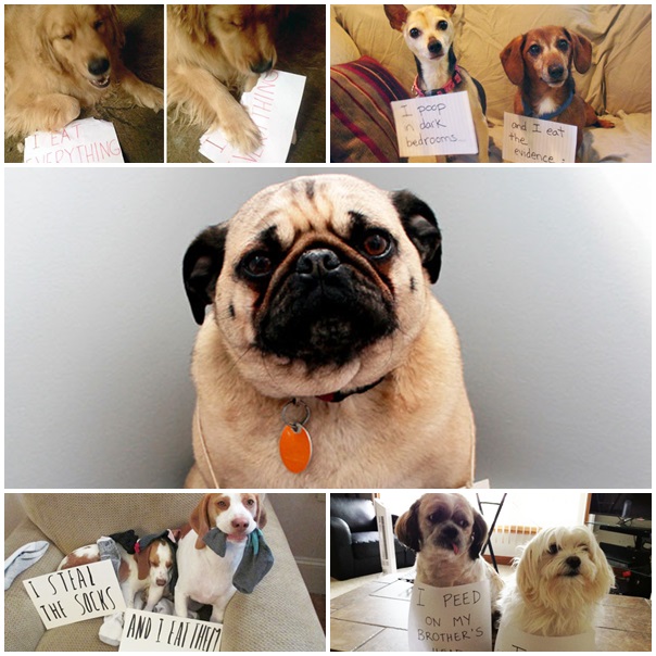 ดึงสติกันหน่อยน่า... 25 น้องหมาทำไปไม่คิด ทีนี้ล่ะมาเสียใจ