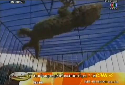 ตุ๊กแก 2 หาง