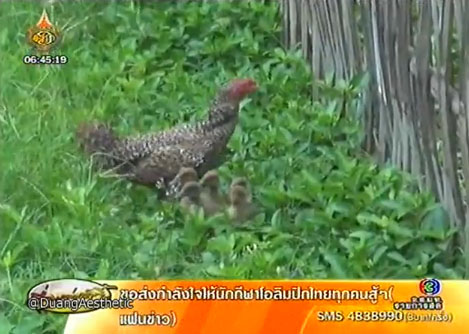 แม่ไก่เลี้ยงลูกเป็ดน้อย เฝ้าดูไม่เคยห่าง