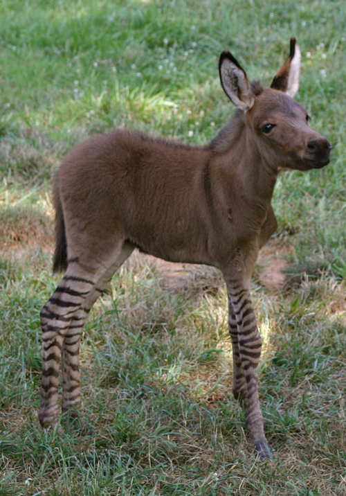 ลูกครึ่งลากับม้าลาย