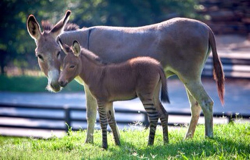 ลูกครึ่งลากับม้าลาย