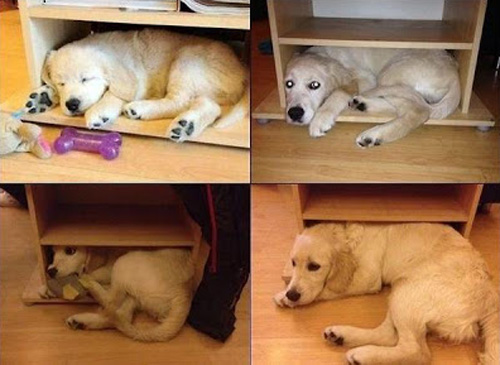 รวมรูปอดีตและปัจจุบันของสัตว์เลี้ยง