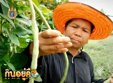 ถั่วศรราม ผักพื้นบ้านแสนอร่อย